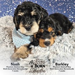 Bernedoodle Puppies from A Star is Born Doodles