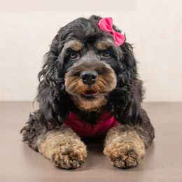 Deja Vu - Cockapoo