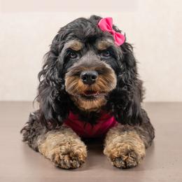 Deja Vu - Cockapoo