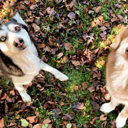 Siberian Huskies from Texas Reignbow Huskies