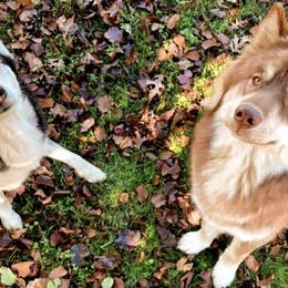Siberian Huskies from Texas Reignbow Huskies