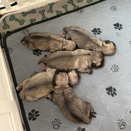 Pug Puppies from RD Pugs