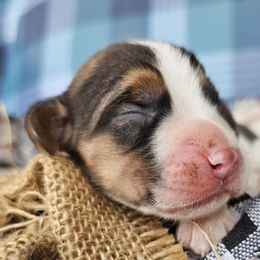 Tri color boy 1 - Black white and tan male Beagle puppy in Spring Branch, Texas from Lost Trail Kennels
