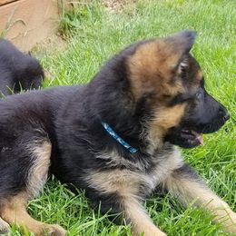 German Shepherds from Von Ricketts Dogs