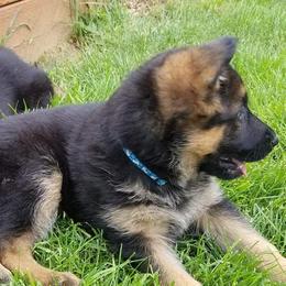 German Shepherds from Von Ricketts Dogs