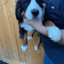 Bernese Mountain Dog Puppies from MSM Bernese Mountain Dogs