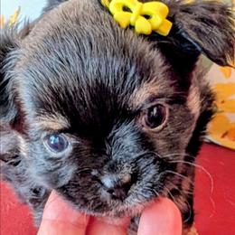 Lyra - Black and tan female Chihuahua puppy in Leominster, Massachusetts from House of Lil  Paw