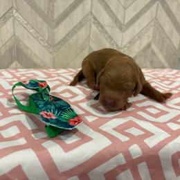 Cypress - Red  male Goldendoodle puppy in Camden, North Carolina from Oopsie Doodles of NC