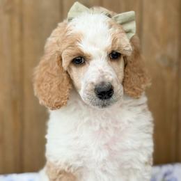 Pearl - Parti female Poodle puppy in Bellville, Ohio from Cedar Ridge Standard Poodles