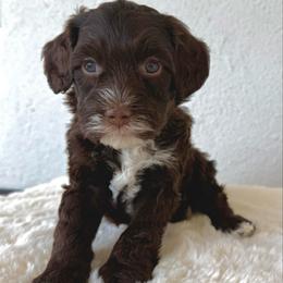 Ace - Brown and white male Bernedoodle puppy in Concord, California from Golden State Good Dogs