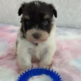 Alivia Male 1 AKC Mega Coat - Parti male Miniature Schnauzer puppy in Pageland, South Carolina from New Haven Farms