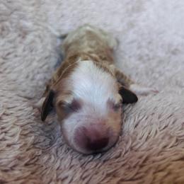Liberty - Red female Dachshund puppy in Highland, California from BAES Teufelshunde