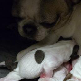 Afina - White female Chihuahua puppy in Alaska from Snowy Mountains Chihuahua