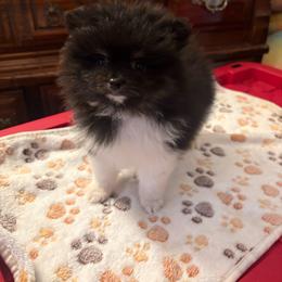 Spaz - Black male Pomeranian puppy in Texas from Tiny Tornado Poms