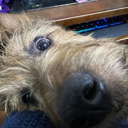 Australian Terrier Puppies from Redwing Australian Terriers