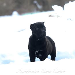 Onyx - Black female Cane Corso puppy in Cable, Ohio from Americana Cane Corso