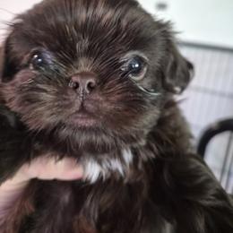 Zuri - Chocolate female Shih Tzu puppy in Green Valley Lake, California from All American Shih Tzu Puppies