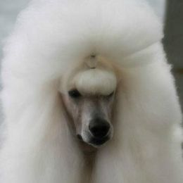 Poodles from Ridgewood Standard Poodles