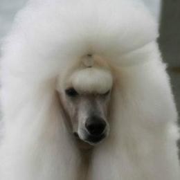 Poodles from Ridgewood Standard Poodles