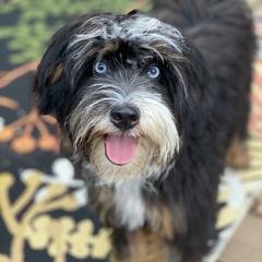 Shiloh - Australian Mountain Doodle