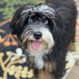 Shiloh - Australian Mountain Doodle