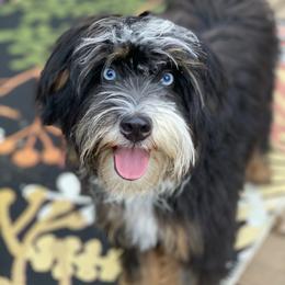 Shiloh - Australian Mountain Doodle