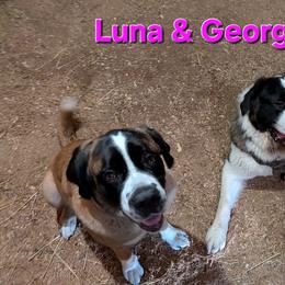 Saint Bernards from Cincinnati St. Bernards