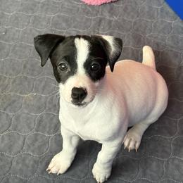 Female 4 - Black and white female Jack Russell Terrier puppy in Williston, Florida from CP FARMS BORDER COLLIES N JACKS CORP