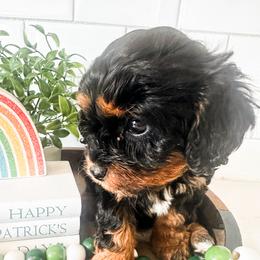 Cavalier King Charles Spaniel, Cavapoo, and Poodle Puppies from Pixie Dust Cavaliers