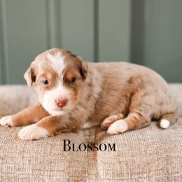 Girl 4 - female Bernedoodle puppy in Tucson, Arizona from Sun Valley Goldendoodles