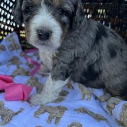 Pink collared female - Blue merle female Bernedoodle puppy in Cody, Wyoming from Yellowstone Breeders