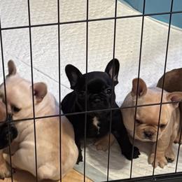 French Bulldogs from Highley”s  Frenchies