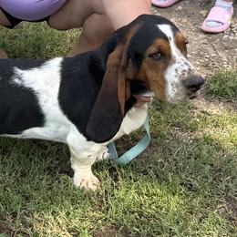 Hank - Basset Hound