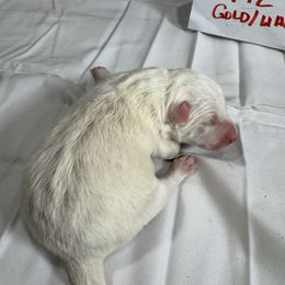 M2 - White and gold male Border Collie puppy in Meridian, Mississippi from Border Hollow Border Collies