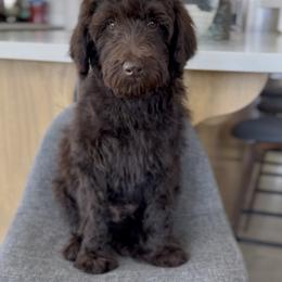 Smokey - Chocolate male Goldendoodle puppy in St George, Utah from Doodle Bears of Southern Utah