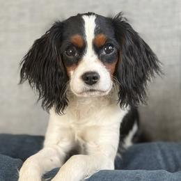 Lady - Cavapoo