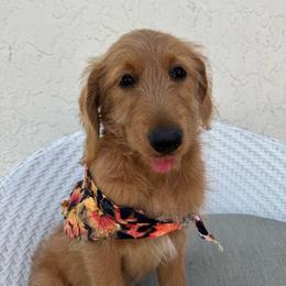 Suka - Apricot female Goldendoodle puppy in Davie, Florida from Daviegoldendoodles