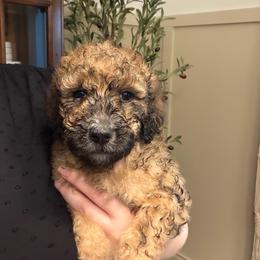 Pepper - AKC Limited - Sable female Poodle puppy in Haines City, Florida from Noelle Poodles