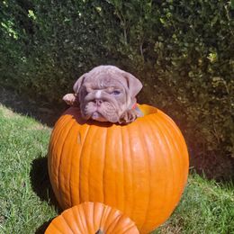 Red - Lilac tri-color male Bulldog puppy in Seattle, Washington from Authentic Bullys