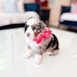 Katrina - Merle female Bernedoodle puppy in Ontario, California from Teddy Doodles & Standard Poodles