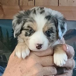Miniature Australian Shepherd Puppies from Kings Point Mini and Toy Aussies
