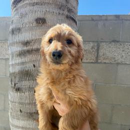Orange - Red  female Goldendoodle puppy in Bakersfield, California from Lavish Doodles