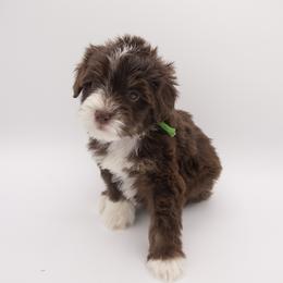 Hamilton - Green Collar - Tri-color male Bernedoodle puppy in Lehi, Utah from Our Little Farm Life Doodles