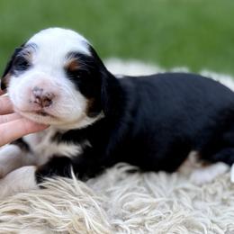Oreo (purple collar) - Tri-color female Bernedoodle puppy in Colorado Springs, Colorado from Mercy Mountain Bernedoodles