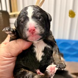 Tan boy - Tri-color male Bernedoodle puppy in Lake, Michigan from 3 King Doodles & Poodles