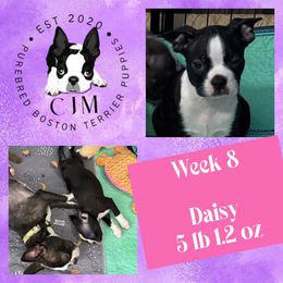 Daisy - Black and white female Boston Terrier puppy in Jupiter, Florida from CJM Boston and Boxer Puppies