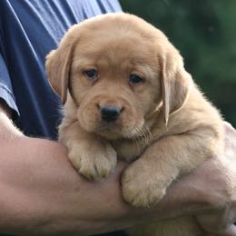 Rusty - Yellow male Labrador Retriever puppy in Morriston, Florida from Penny Lane Labradors