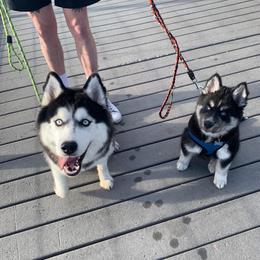 Siberian Huskies from Husky Acres