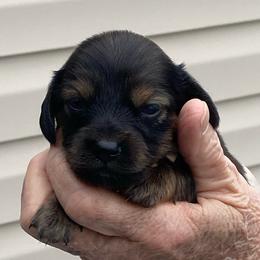 MIRA - Black and tan female Dachshund puppy in Elizabethtown, Kentucky from Teeny Tiny Puppy Tails