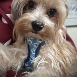 Lucy - Yorkshire Terrier
